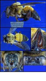   A. dorsata  female, photo: A.H. Smith-Pardo 
